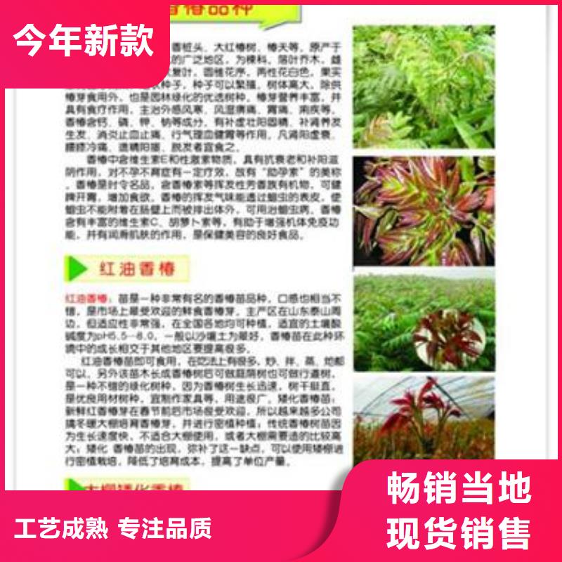 香椿苗梨树苗有口皆碑