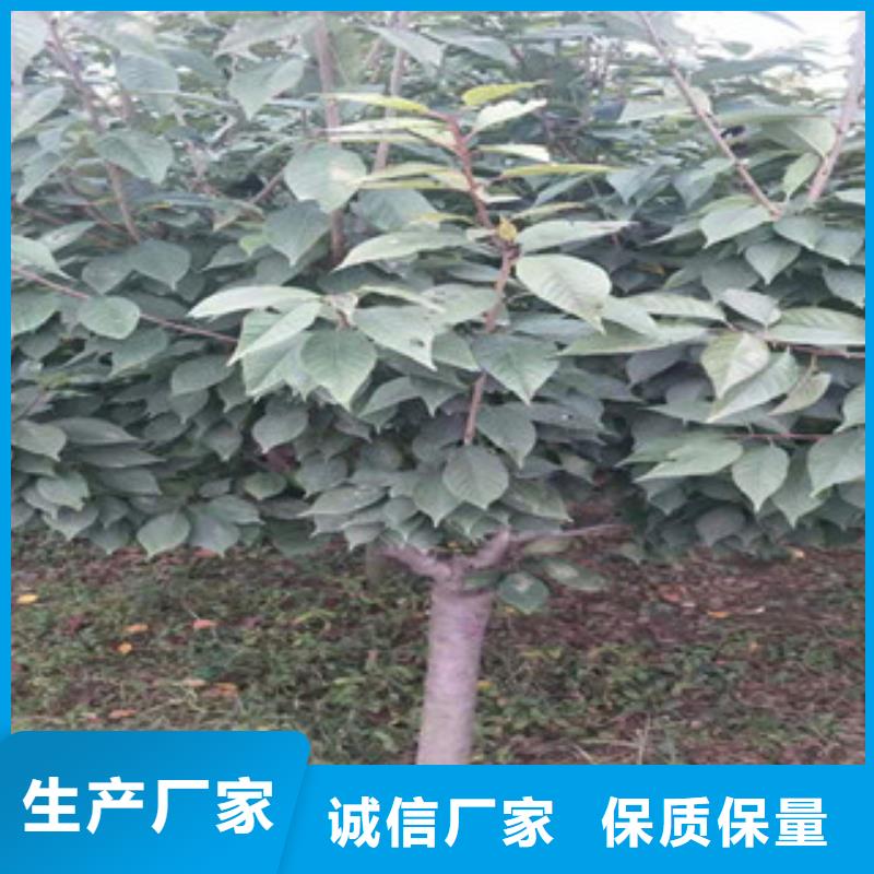 櫻花-占地果樹品質(zhì)好才是硬道理