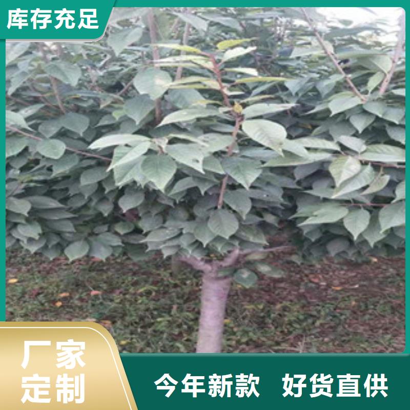 櫻花泰山景松造型景松好品質(zhì)經(jīng)得住考驗(yàn)