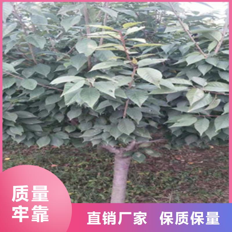 櫻花-核桃苗櫻花苗長果桑樹苗真實拍攝品質可靠