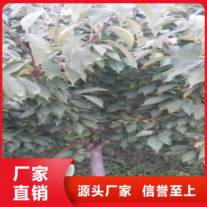 樱花占地果树一站式厂家