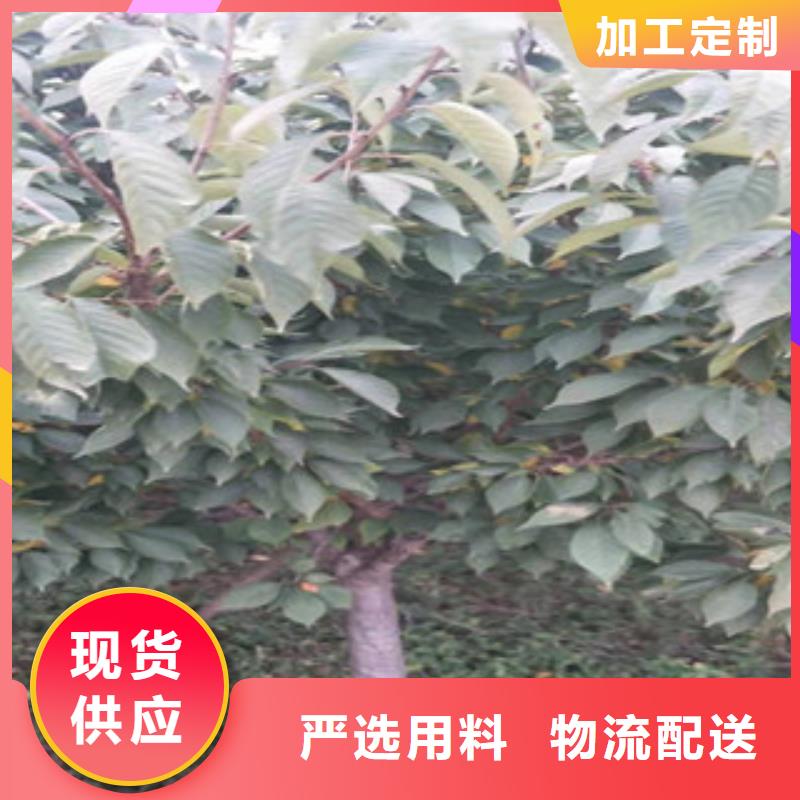 櫻花綠化樹綠化工程品質之選
