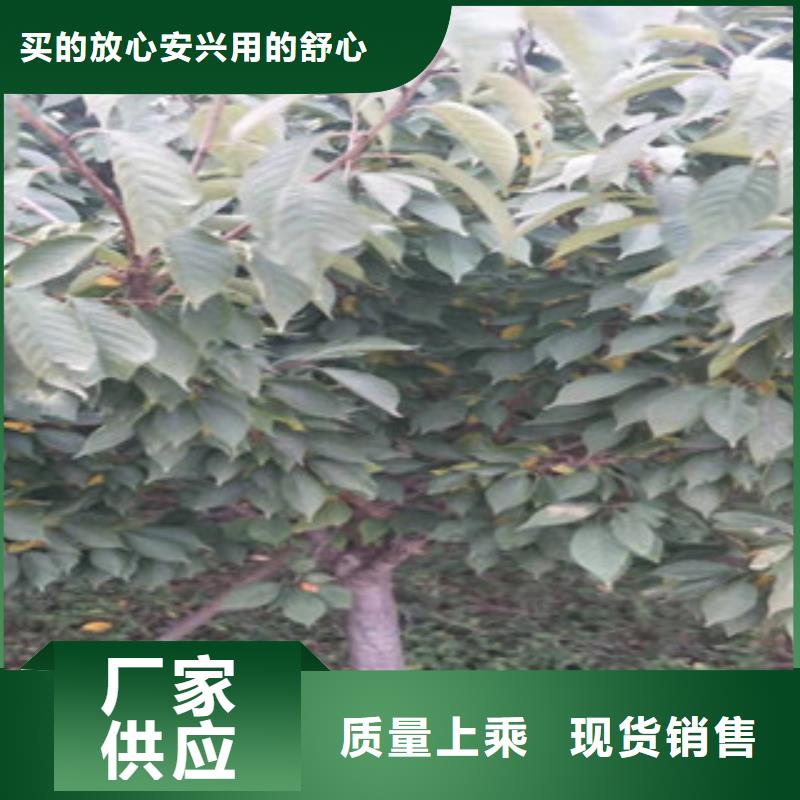 核桃苗 樱花苗 长果桑树苗视频-云南省普洱市|迪庆|丽江|昭通|保山核桃苗 樱花苗 长果桑树苗-正家