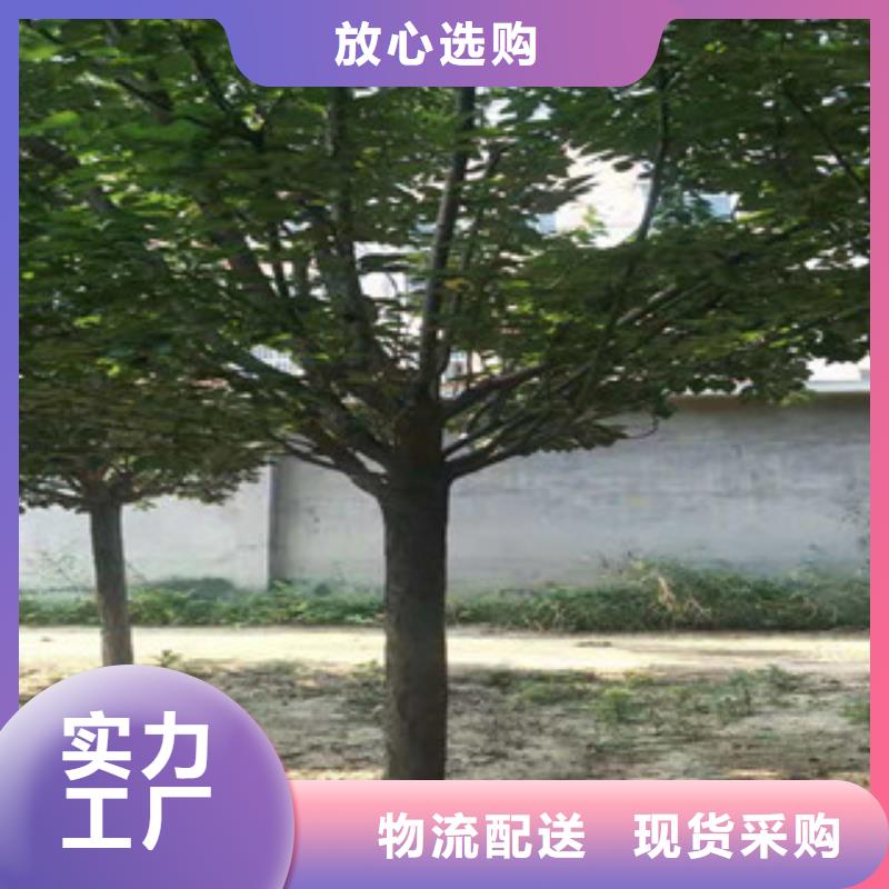 核桃苗 樱花苗 长果桑树苗视频-核桃苗 樱花苗 长果桑树苗-云南省普洱市此地品牌-丽江|楚雄|德宏|迪庆|临沧|昭通|大理