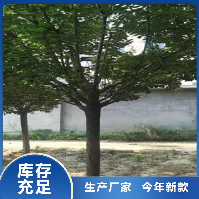 櫻花,【藍莓苗】精工制作