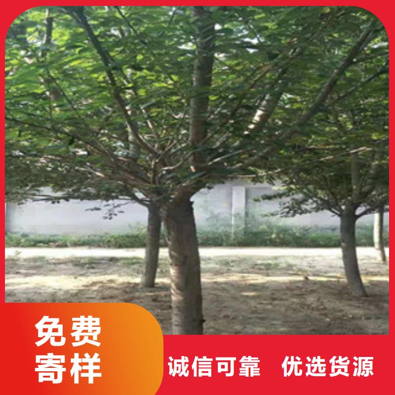 【櫻花泰山景松造型景松放心得選擇】