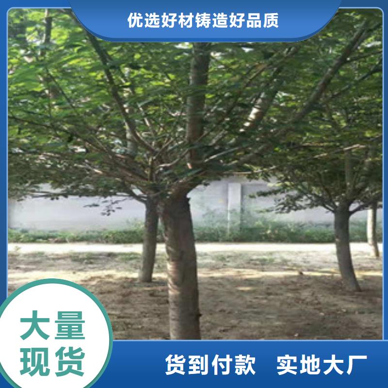 核桃苗 樱花苗 长果桑树苗视频-核桃苗 樱花苗 长果桑树苗|贵州省黔南市|福泉|平塘|黔西南|黔东南|安顺|贵阳