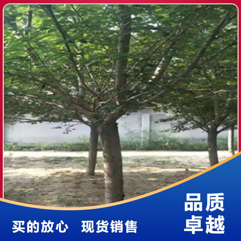 樱花蓝莓苗厂家实力雄厚