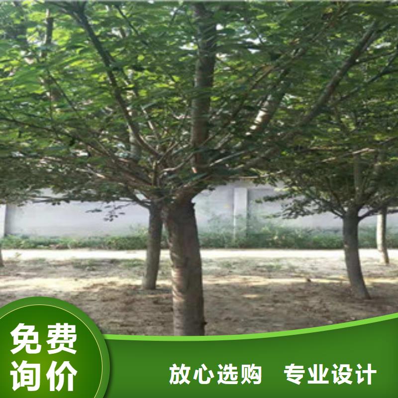 【櫻花,鈣果苗滿足客戶所需】