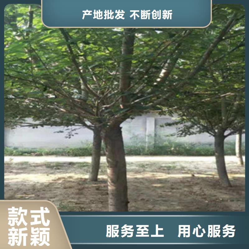 櫻花,【藍莓苗】精工制作