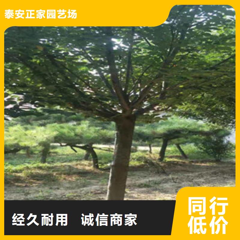 【櫻花核桃苗櫻花苗長果桑樹苗品牌企業】