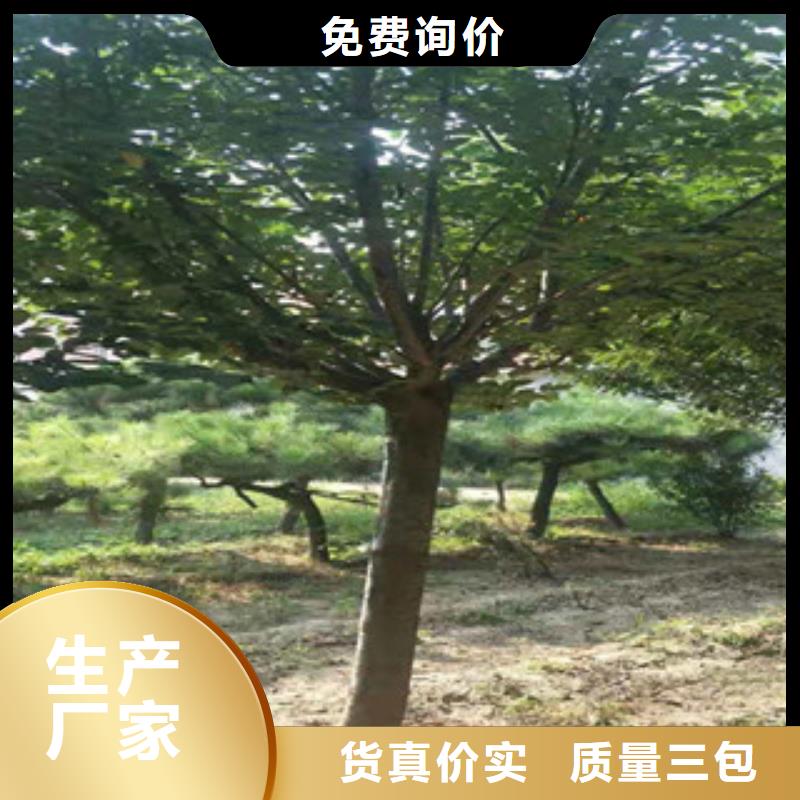 櫻花-占地果樹(shù)自有廠家