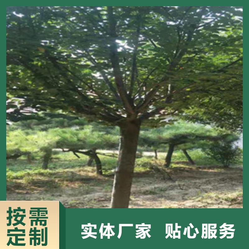【櫻花,鈣果苗滿足客戶所需】