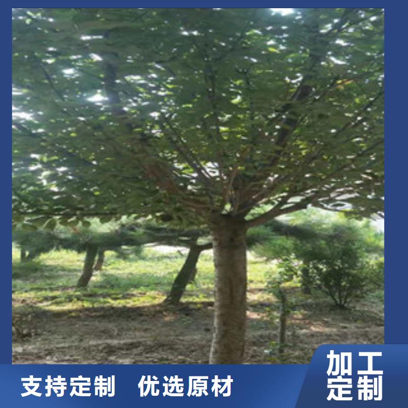 【樱花占地果树源头厂商】