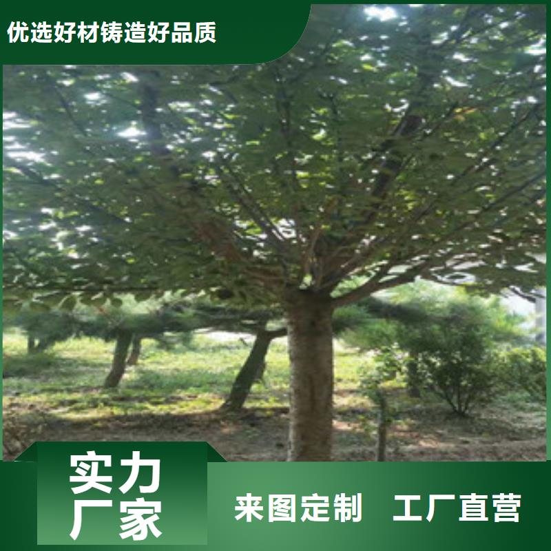 櫻花占地果樹支持貨到付清