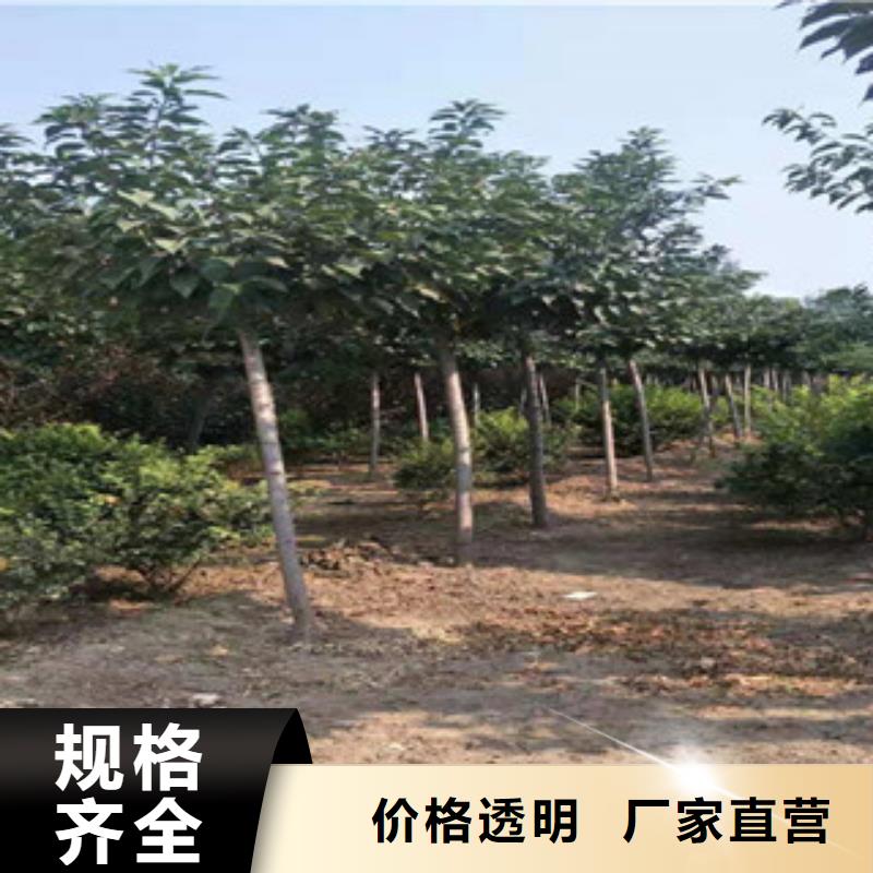 【櫻花,鈣果苗滿足客戶所需】