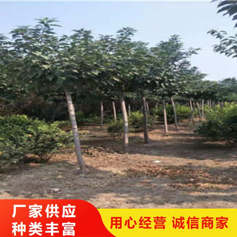 【櫻花泰山景松造型景松放心得選擇】