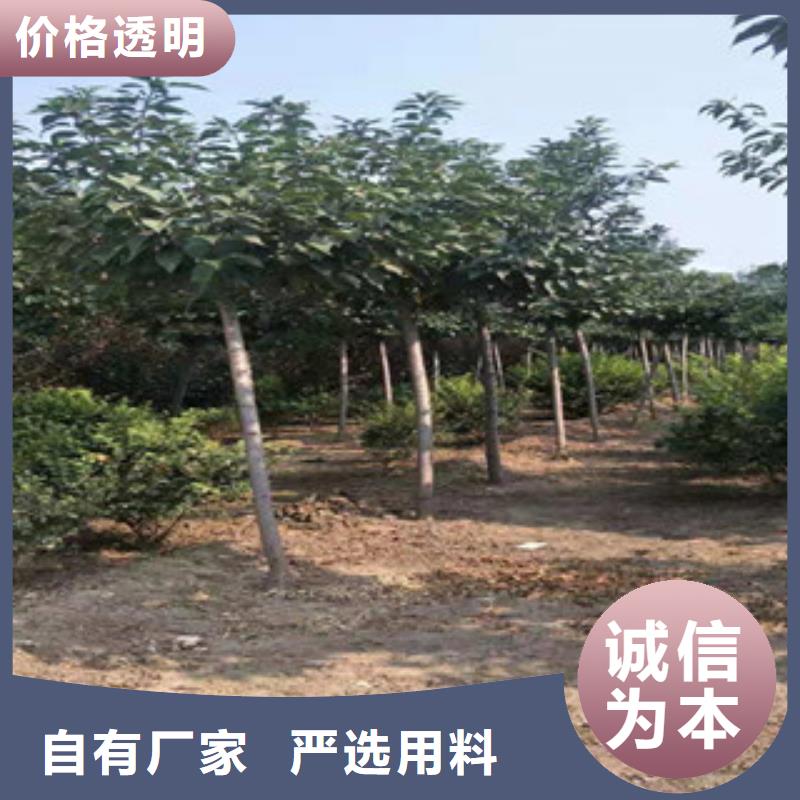 樱花占地果树一站式厂家