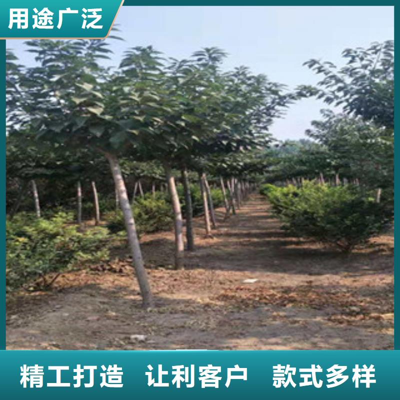 樱花蓝莓苗精挑细选好货