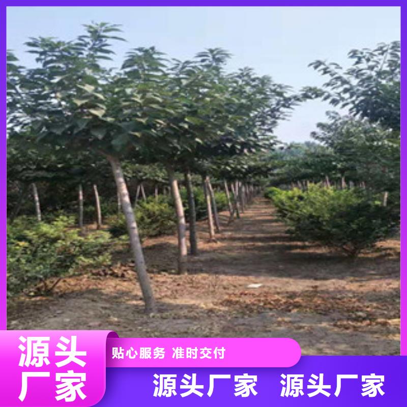 樱花蓝莓苗专业设计