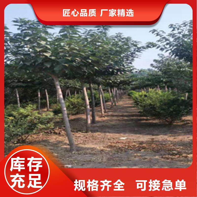 櫻花-核桃苗櫻花苗長果桑樹苗真實拍攝品質可靠