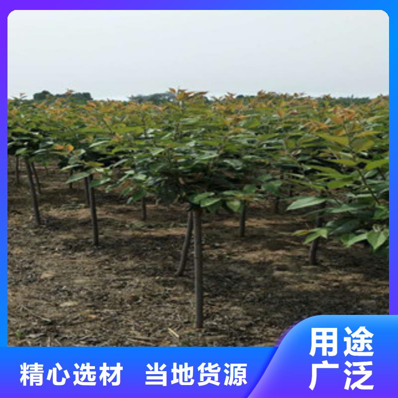櫻花綠化樹綠化工程信譽至上