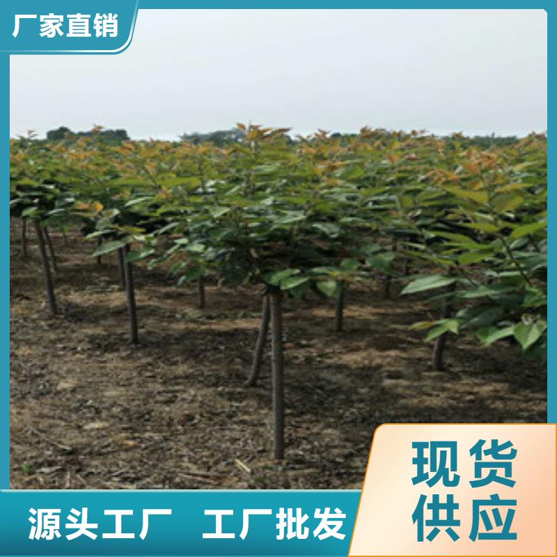 櫻花,【藍莓苗】精工制作