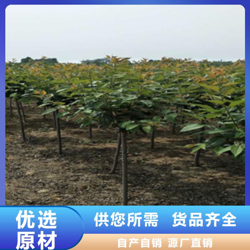核桃苗 樱花苗 长果桑树苗正家樱花【钙果苗】当地厂家值得信赖