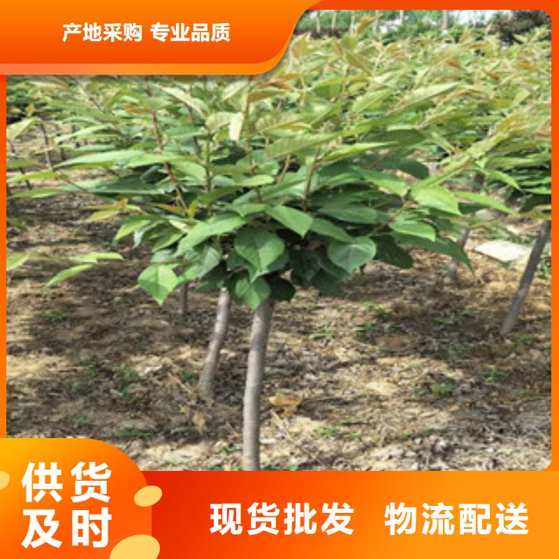 【櫻花泰山景松造型景松放心得選擇】