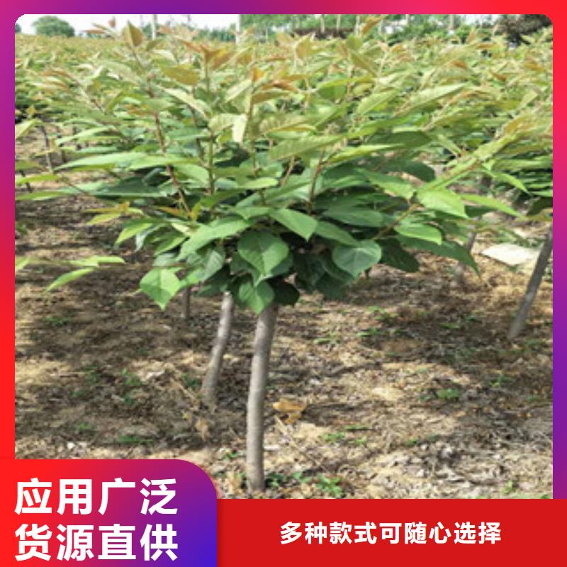 櫻花-占地果樹品質(zhì)好才是硬道理