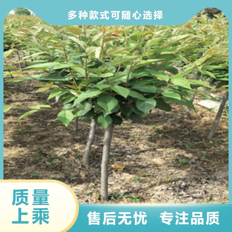 櫻花藍莓苗價格地道