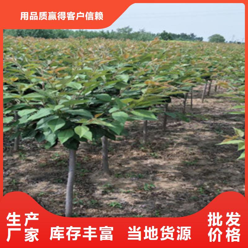 櫻花_綠化樹綠化工程實力才是硬道理