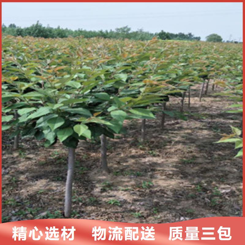 櫻花泰山景松造型景松好品質(zhì)經(jīng)得住考驗(yàn)