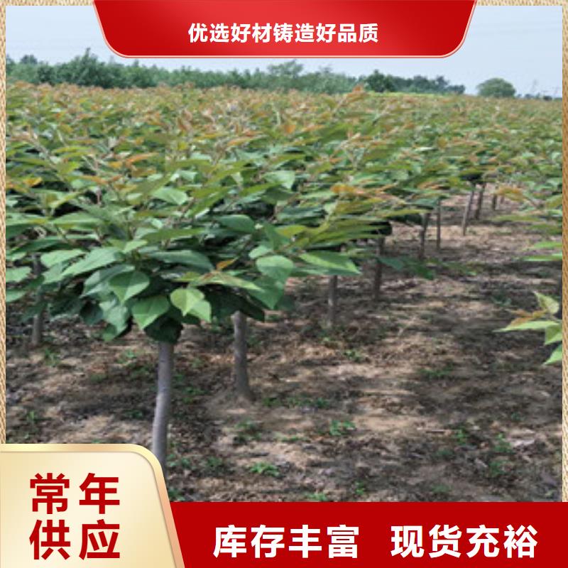 樱花蓝莓苗精挑细选好货