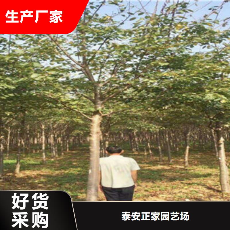 櫻花-占地果樹品質(zhì)好才是硬道理