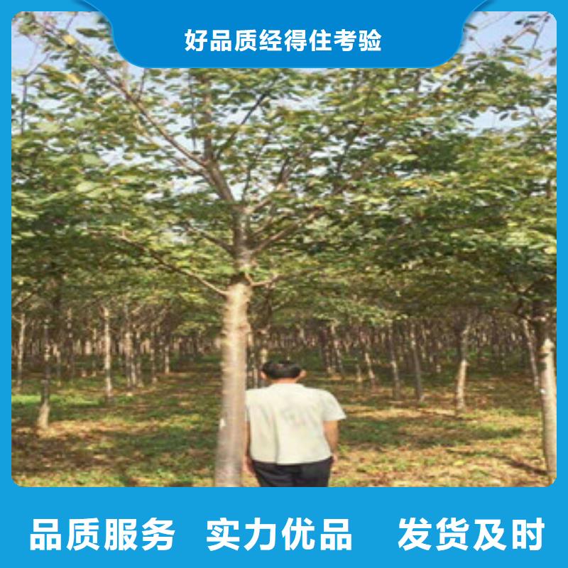 核桃苗 樱花苗 长果桑树苗正家樱花【钙果苗】当地厂家值得信赖