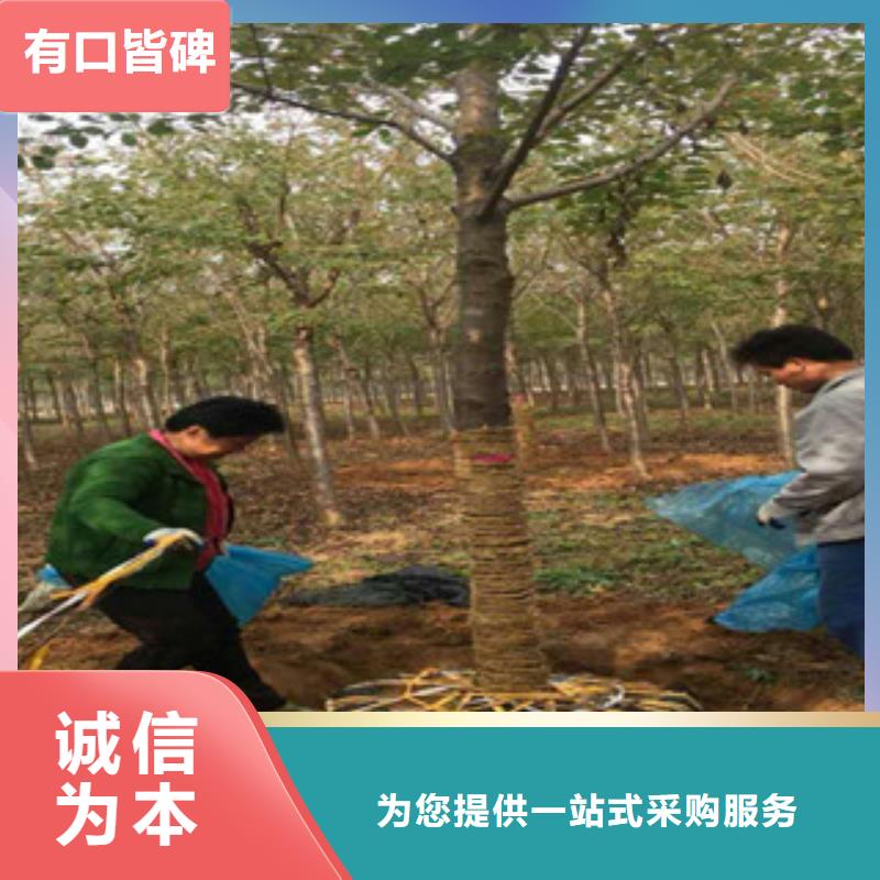 櫻花_綠化樹綠化工程實力才是硬道理