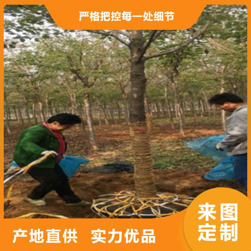 櫻花泰山景松造型景松好品質經得住考驗
