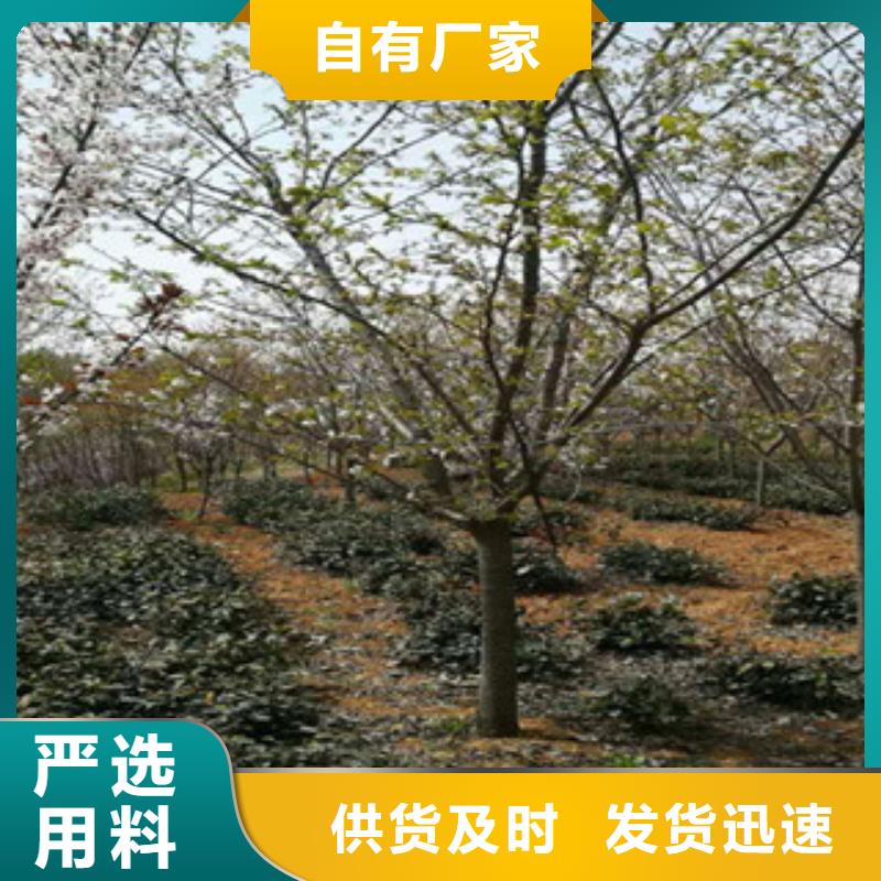 樱花核桃苗樱花苗长果桑树苗海量货源