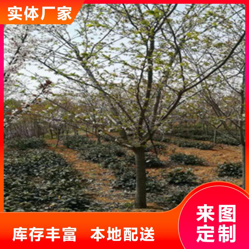 櫻花占地果樹支持貨到付清