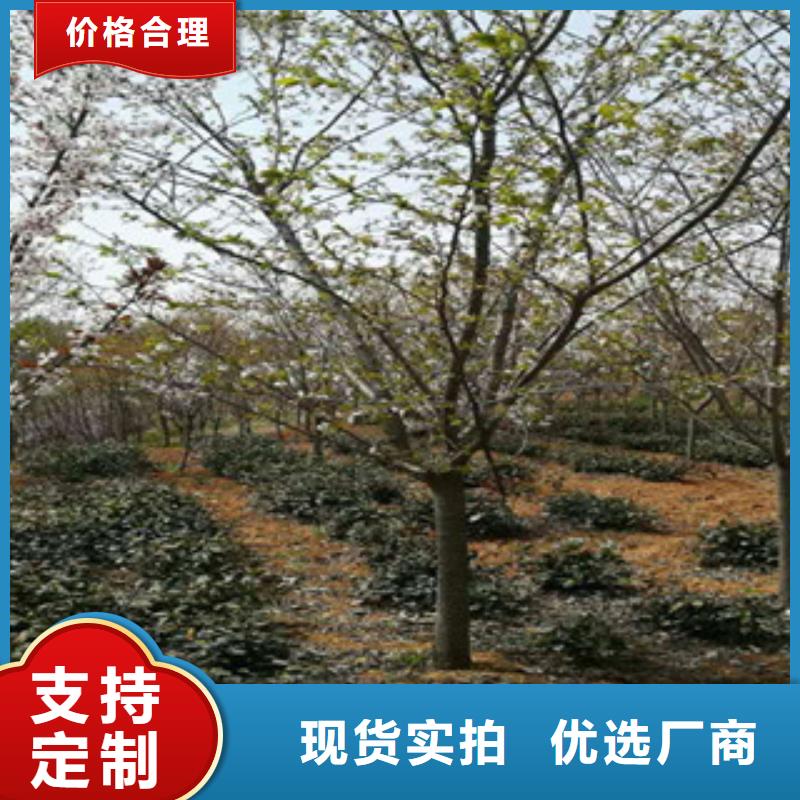 【櫻花核桃苗櫻花苗長果桑樹苗批發供應】