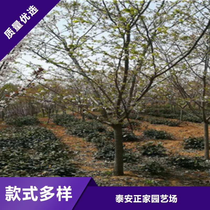 核桃苗 樱花苗 长果桑树苗视频-江西省萍乡市正家核桃苗 樱花苗 长果桑树苗可服务区域湘东|莲花|吉安|景德镇|抚州|南昌|新余|赣州|宜春等