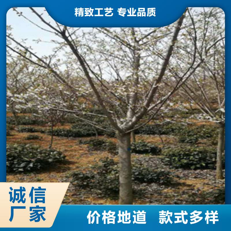 核桃苗 樱花苗 长果桑树苗视频-核桃苗 樱花苗 长果桑树苗|贵州省黔南市|福泉|平塘|黔西南|黔东南|安顺|贵阳