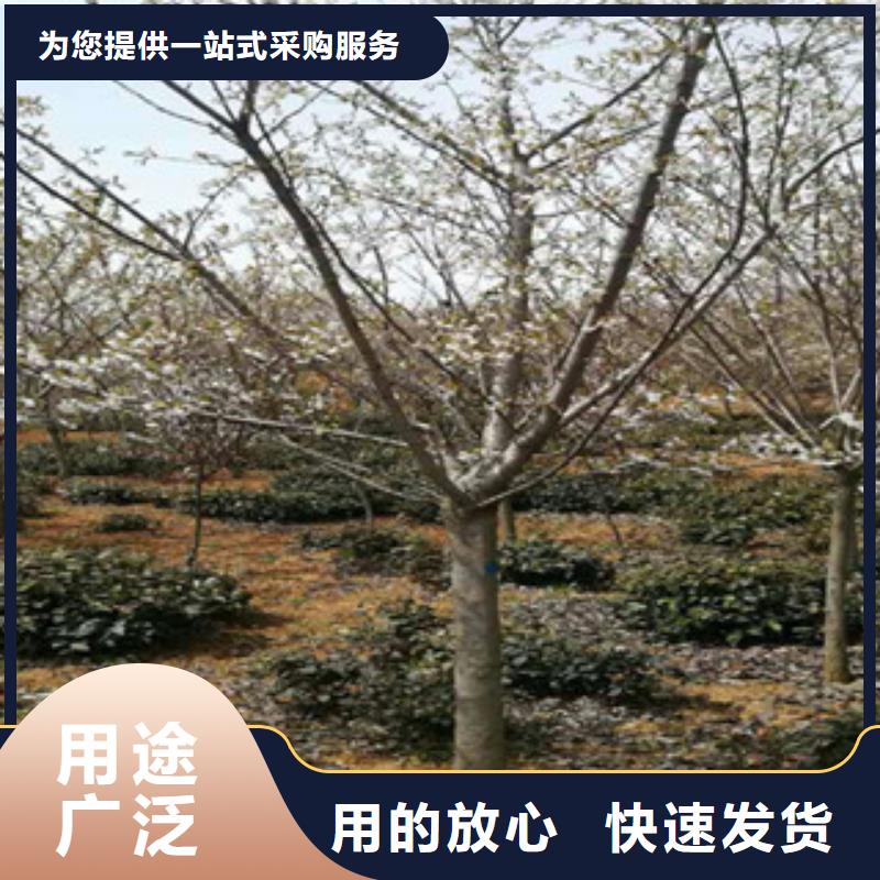 櫻花_綠化樹綠化工程實力才是硬道理