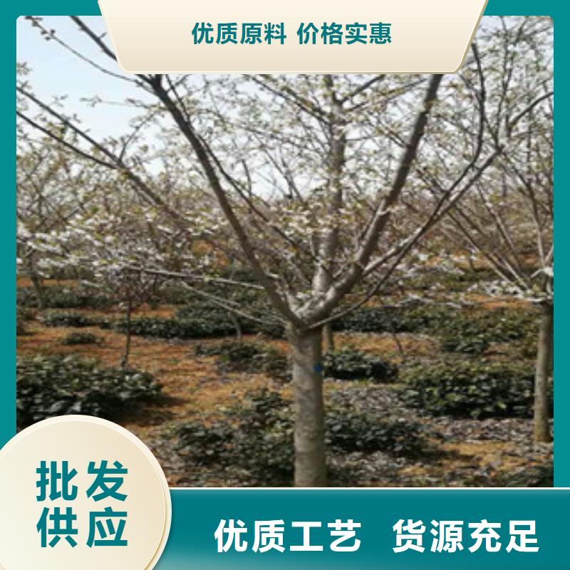 樱花钙果苗N年大品牌