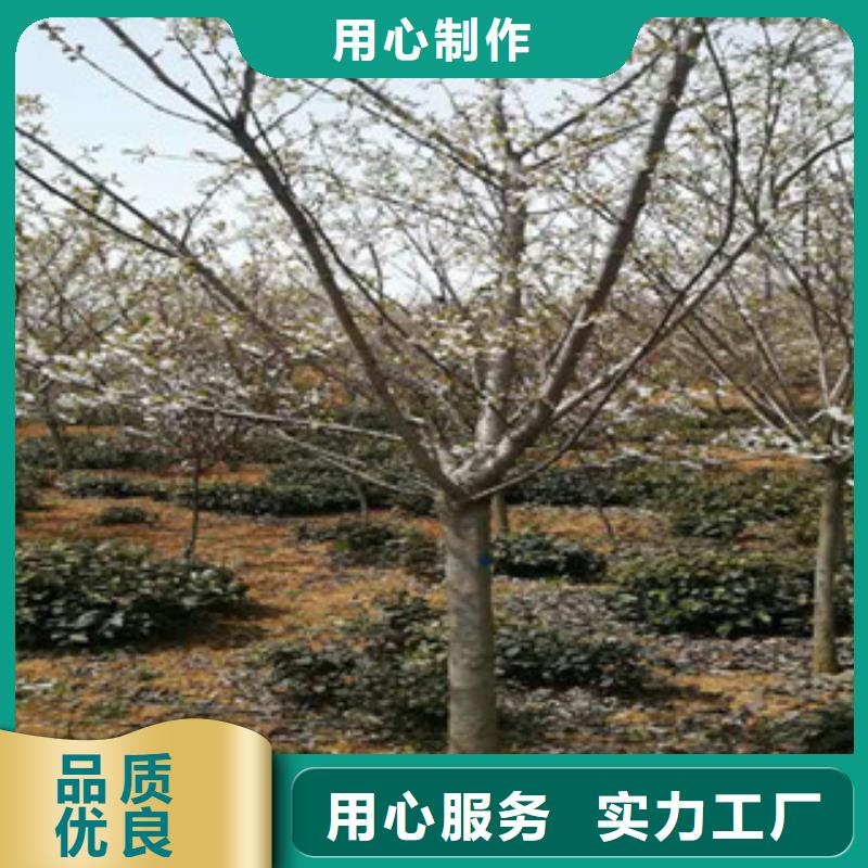 櫻花-占地果樹(shù)自有廠家