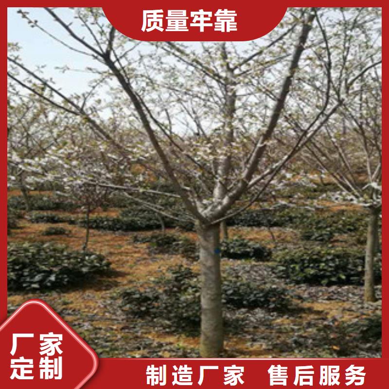 櫻花樹莓苗品質(zhì)商家