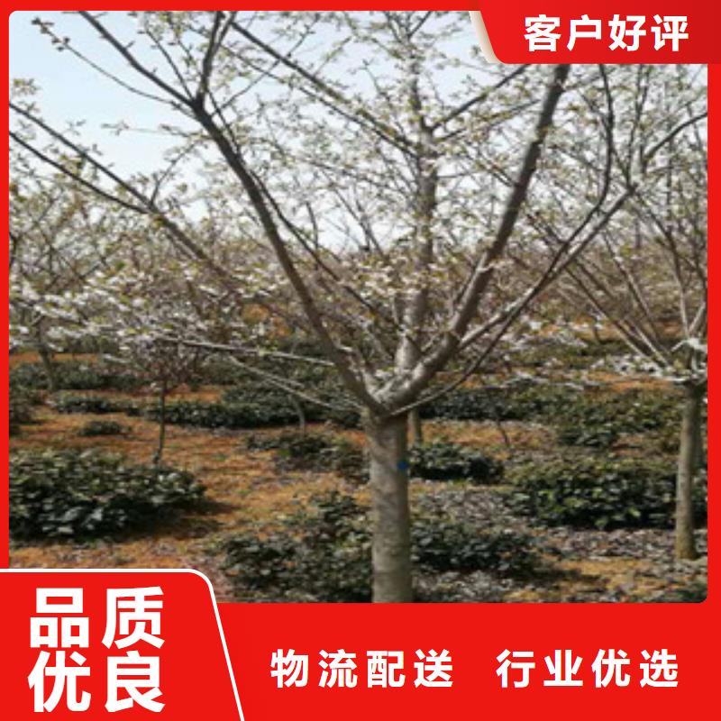 【櫻花核桃苗櫻花苗長果桑樹苗批發供應】