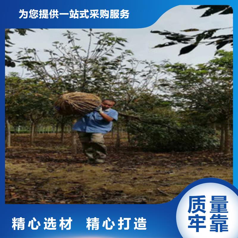 櫻花-泰山景松造型景松重信譽廠家