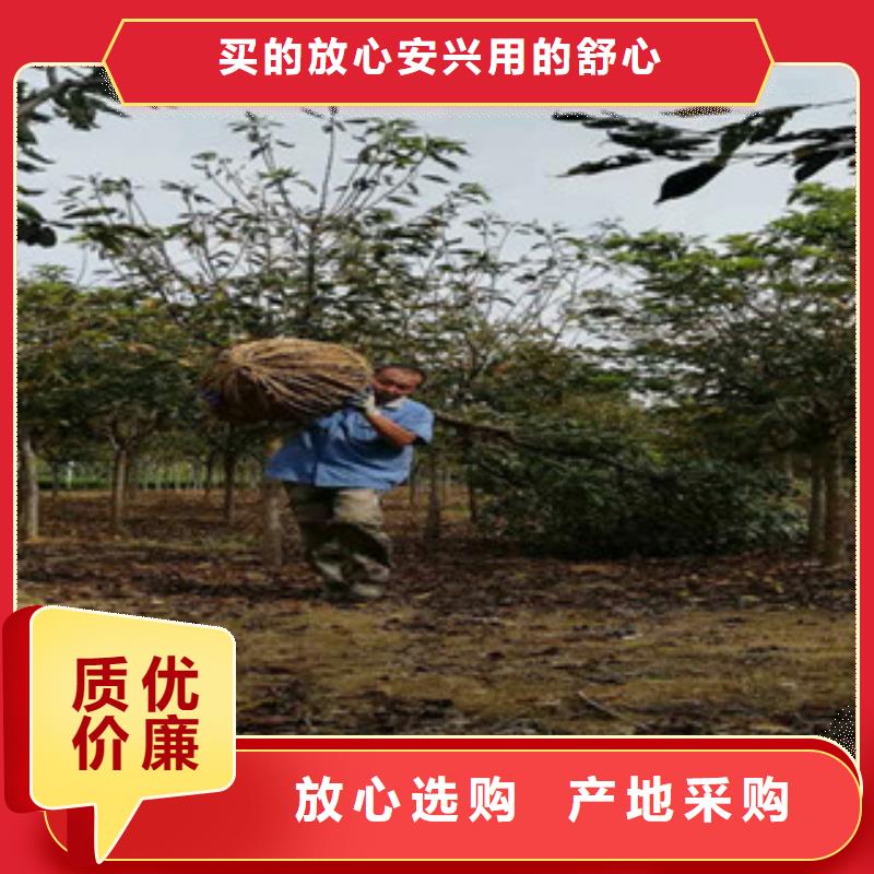 櫻花泰山景松造型景松好品質經得住考驗